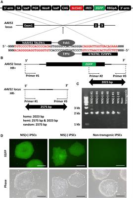 In vivo tracking transplanted cardiomyocytes derived from human induced pluripotent stem cells using nuclear medicine imaging